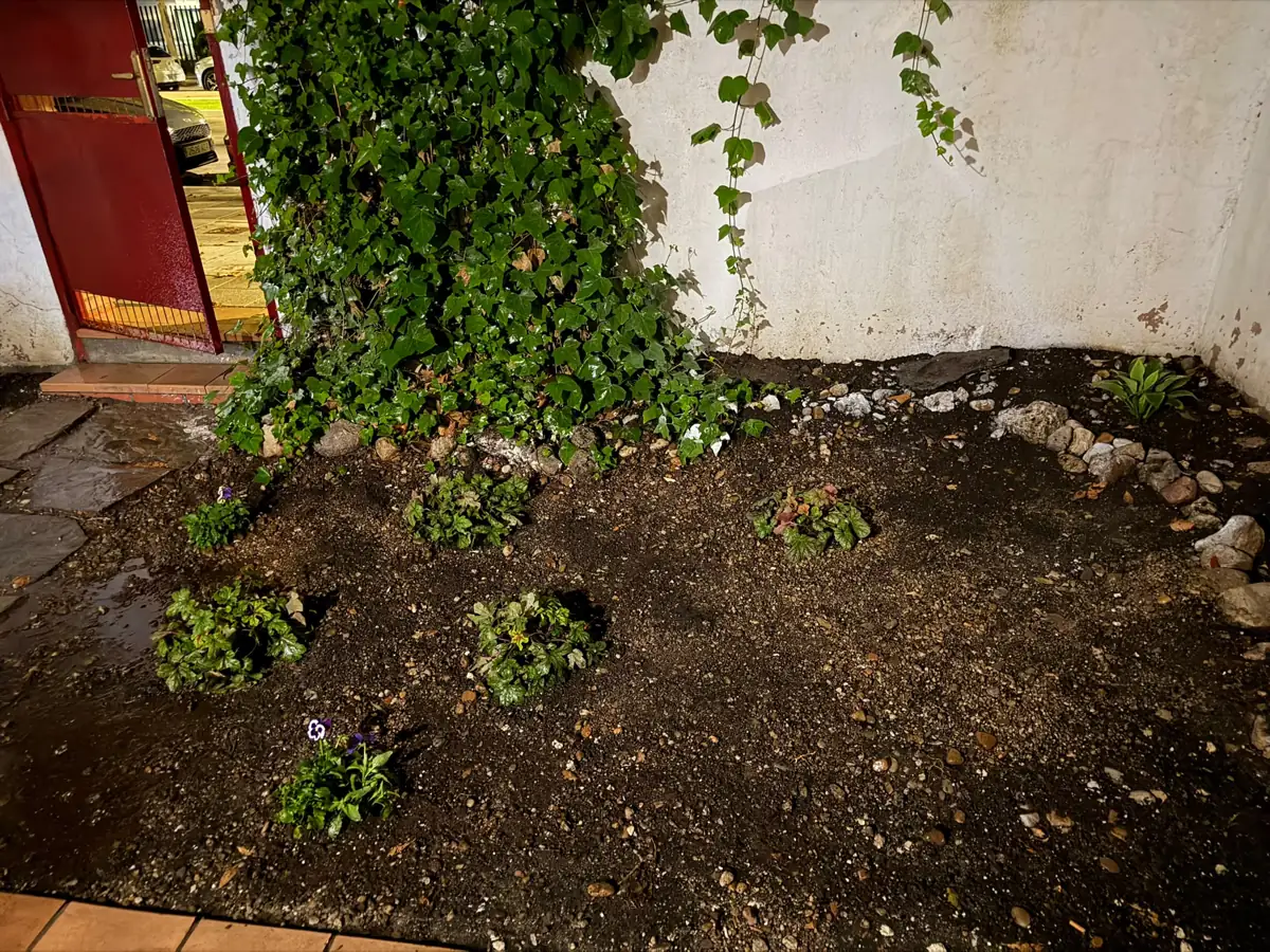 Tierra preparada con las primeras plantas
